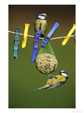 Blue Tits, Feeding On Feeder by Mark Hamblin Pricing Limited Edition Print image