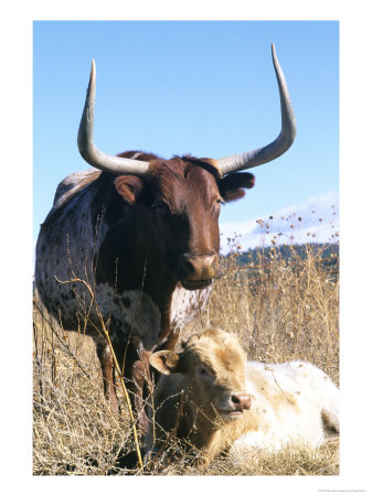 Texas Longhorn, With Calf, Colorado, Usa by Philippe Henry Pricing Limited Edition Print image