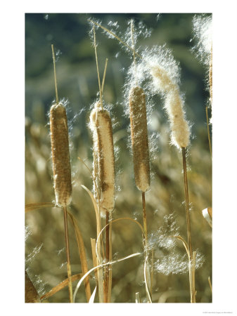 Reedmace (Bulrushes), Typha Latifolia With Seeds by Bob Gibbons Pricing Limited Edition Print image