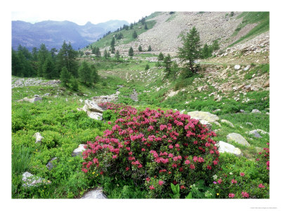 Alpenrose On Cold Di Lombarda, Italian Maritime Alps by Bob Gibbons Pricing Limited Edition Print image