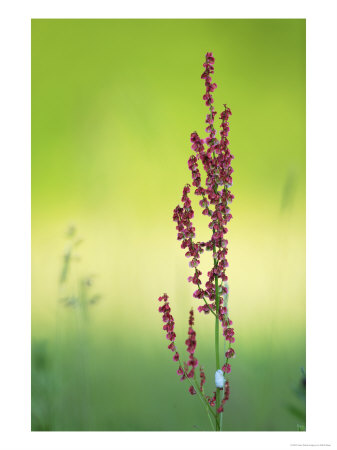 Common Sorrel (Dock), Pink Dock Flower Against Green Backdrop, Middlesex, Uk by Elliott Neep Pricing Limited Edition Print image