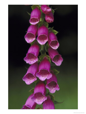 Foxglove by Mark Hamblin Pricing Limited Edition Print image