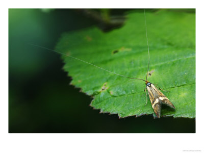Longhorn Moth On Bramble Leaf, Middlesex, Uk by Elliott Neep Pricing Limited Edition Print image