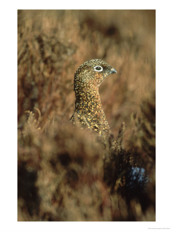 Red Grouse, Female, Yorks Dales by Mark Hamblin Pricing Limited Edition Print image