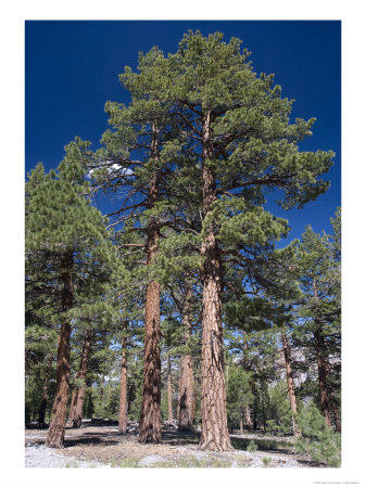 Pinus Jeffreyi At 8000 Ft, Usa by Bob Gibbons Pricing Limited Edition Print image