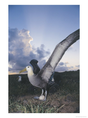 Waved Albatross, Incubating Single Egg, Espanola Island, Galapagos by Mark Jones Pricing Limited Edition Print image