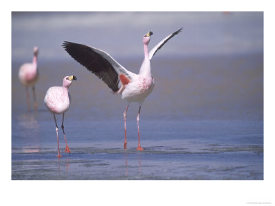 Jamess Flamingo, Courtship Display, Laguna Colorada, Bolivia by Mark Jones Pricing Limited Edition Print image