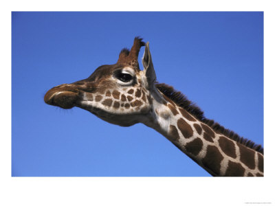 Reticulated Giraffe, Close-Up Portrait by Mark Hamblin Pricing Limited Edition Print image
