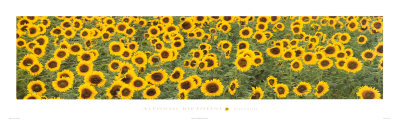 Sunflowers In Tuscany by Alfonso Bietolini Pricing Limited Edition Print image