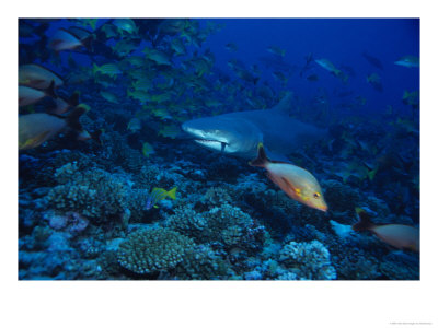 Lemon Shark, Eating Fish, Polynesia by Gerard Soury Pricing Limited Edition Print image