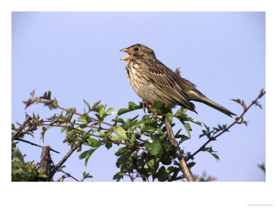 Corn Bunting, Singing From Hawthorn Hedge, Uk by Mark Hamblin Pricing Limited Edition Print image