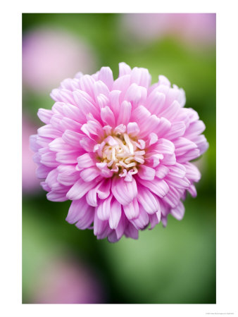 Aster Comet Formula Mix, Callistephus Chinensis by Geoff Kidd Pricing Limited Edition Print image