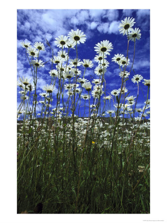 Oxeye Daisy, Low Angle View, Uk by Mark Hamblin Pricing Limited Edition Print image