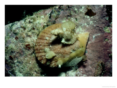 Murex, Feeding On Scallop, Australia by Karen Gowlett-Holmes Pricing Limited Edition Print image