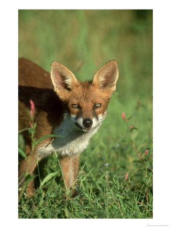 Red Fox, Vulpes Vulpes 4 Month Old Cub Uk by Mark Hamblin Pricing Limited Edition Print image