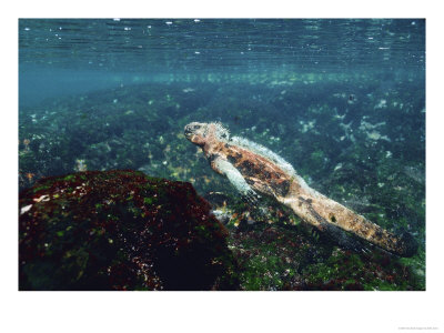 Marine Iguana, Swimming Using Flattened Tail, Espanola Island, Galapagos by Mark Jones Pricing Limited Edition Print image