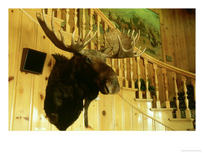 Moose Mount In Hotel Lobby, West Yellowstone, Wyoming by Mark Hamblin Pricing Limited Edition Print image