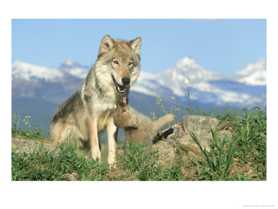 Grey Wolf, Wolf With Pup, Usa by Alan And Sandy Carey Pricing Limited Edition Print image