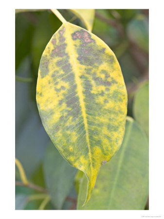 High Temperature Damage To Leaf by Kidd Geoff Pricing Limited Edition Print image