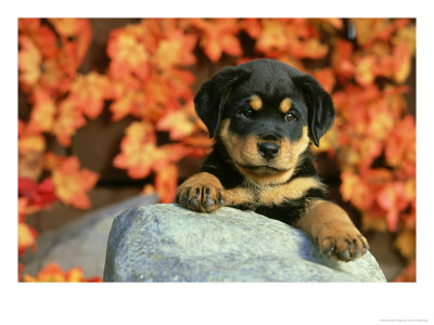 Rottweiler, Puppy Playing In Autumn by Alan And Sandy Carey Pricing Limited Edition Print image