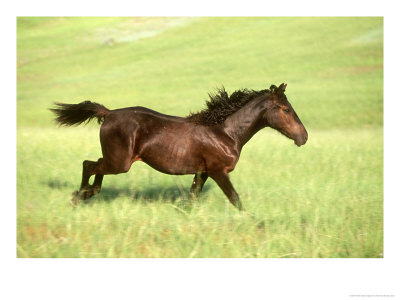 Morgan Horse, Running Montana by Alan And Sandy Carey Pricing Limited Edition Print image