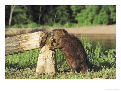 Beaver, Feeding On Tree He Just Cut Down, Usa by Alan And Sandy Carey Pricing Limited Edition Print image