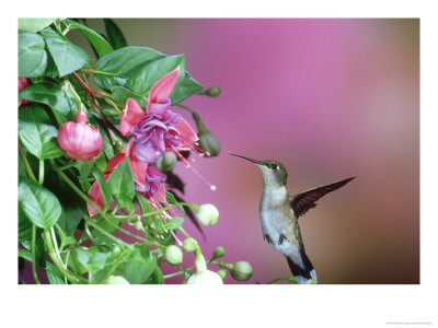 Ruby-Throated Hummingbird, Female, Usa by Daybreak Imagery Pricing Limited Edition Print image