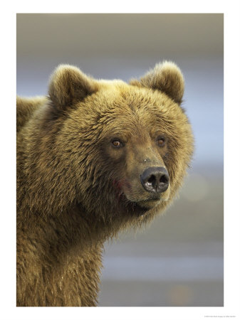 Grizzly Bear, Close Up Portrait Of Adult, Alaska by Mark Hamblin Pricing Limited Edition Print image