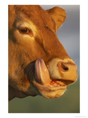 Close-Up Of Cow Licking Face With Tongue, Scotland by Mark Hamblin Pricing Limited Edition Print image