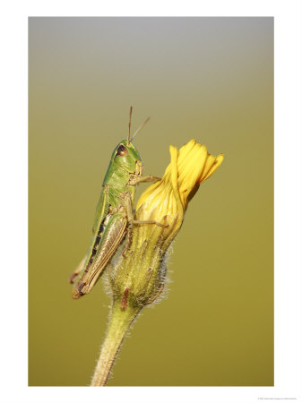 Meadow Grasshopper, Male Resting On Hawkbit Flower, Uk by Mark Hamblin Pricing Limited Edition Print image