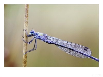 Emerald Damselfly, Close-Up Of Dew-Covered Male Resting On Reed, Scotland by Mark Hamblin Pricing Limited Edition Print image