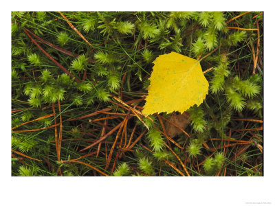 Silver Birch Leaf Close Up On The Forest Floor, Uk by Mark Hamblin Pricing Limited Edition Print image