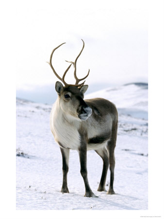 Reindeerrangifer Taranduswinter, Standing In Snowscotland by Mark Hamblin Pricing Limited Edition Print image