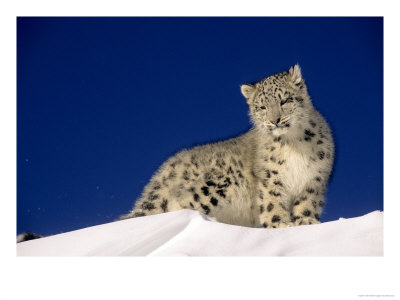 Snow Leopard 5-Month-Old Cub by Daniel Cox Pricing Limited Edition Print image