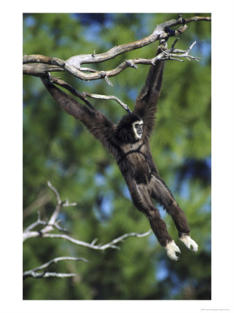 White-Handed Gibbon Hanging From Branch, South Asia & Sumatra by Brian Kenney Pricing Limited Edition Print image