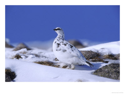 Ptarmigan, Male In Winter Plumage On Snow, Uk by Mark Hamblin Pricing Limited Edition Print image