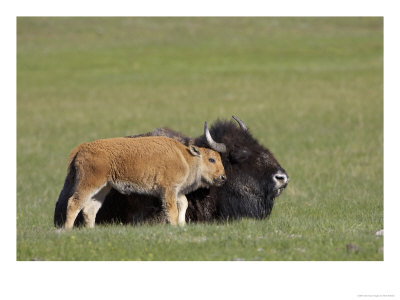 Bison, Young Calf Nestling Up To Mother, Usa by Mark Hamblin Pricing Limited Edition Print image