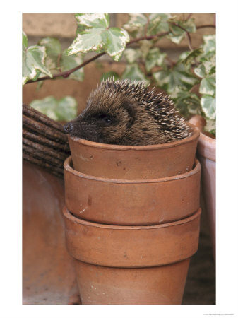 Hedgehog, Youngster Sat In Clay Flower Pot, Uk by Mark Hamblin Pricing Limited Edition Print image