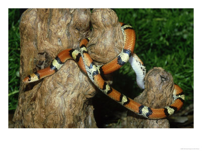 Scarlet Snake, Mimic Eastern Coral Snake, Florida by Brian Kenney Pricing Limited Edition Print image