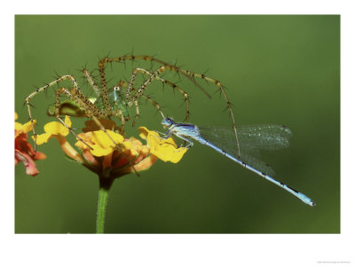 Green Lynx Spider, And Damselfly, Florida by Brian Kenney Pricing Limited Edition Print image