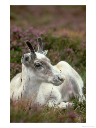 Reindeer, Rangifer Tarandus, Scotland by Mark Hamblin Pricing Limited Edition Print image