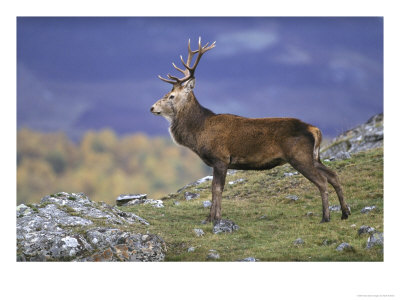 Red Deer, Stag On Hillside In Autumn, Scotland by Mark Hamblin Pricing Limited Edition Print image