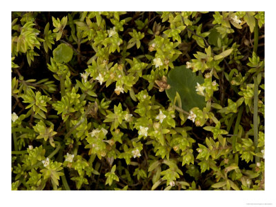 New Zealand Pigmyweed, Highly Invasive Non-Native Aquatic Plant In Uk, New Forest by Bob Gibbons Pricing Limited Edition Print image