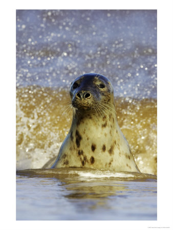 Grey Seal, Portrait Of Female Emerging From Sea, Uk by Mark Hamblin Pricing Limited Edition Print image