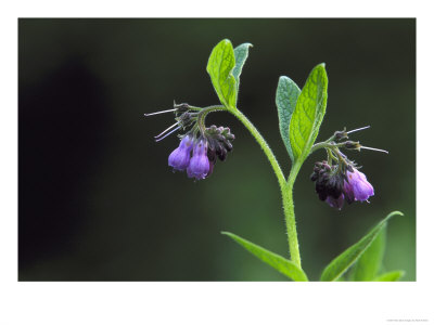 Common Comfrey, Close-Up Of Flowers, Backlit, Uk by Mark Hamblin Pricing Limited Edition Print image