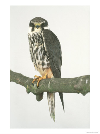 Hobby, Aylesbury, Uk by Les Stocker Pricing Limited Edition Print image
