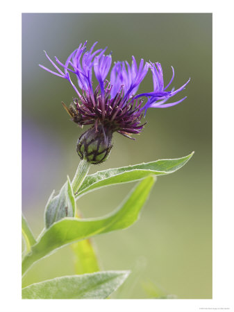 Cornflower, Close Up Of Flower Head, Scotland by Mark Hamblin Pricing Limited Edition Print image