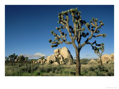 Joshua Tree & Monzogranite Rocks, Mojave Desert, Usa by Mark Hamblin Pricing Limited Edition Print image