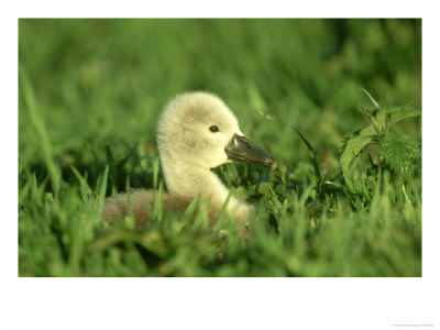 Mute Swan, Cygnus Olor, Uk by Mark Hamblin Pricing Limited Edition Print image