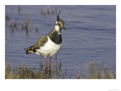 Lapwing, Adult In Breeding Plumage, Scotland by Mark Hamblin Pricing Limited Edition Print image